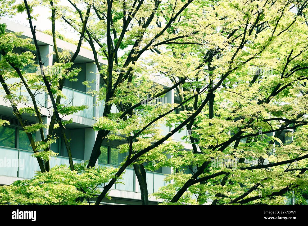 Fresh green Omotesando Stock Photo