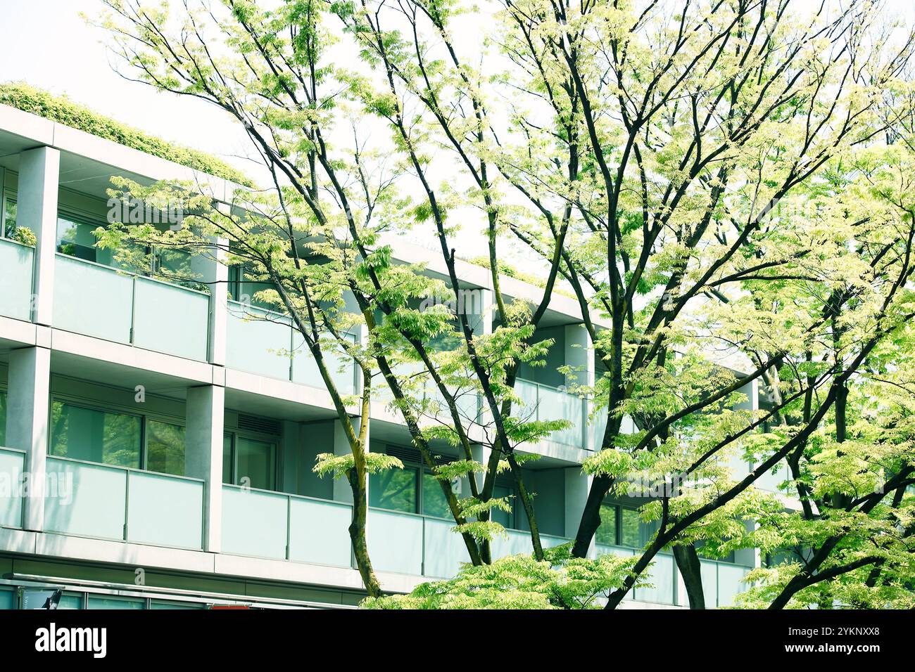 Fresh green Omotesando Stock Photo