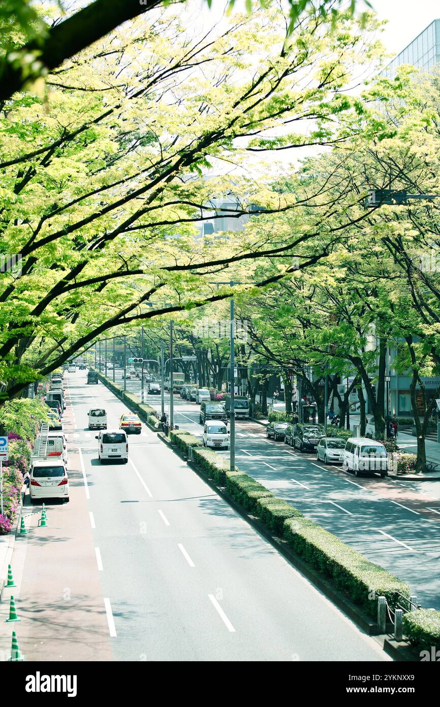 Fresh green Omotesando Stock Photo