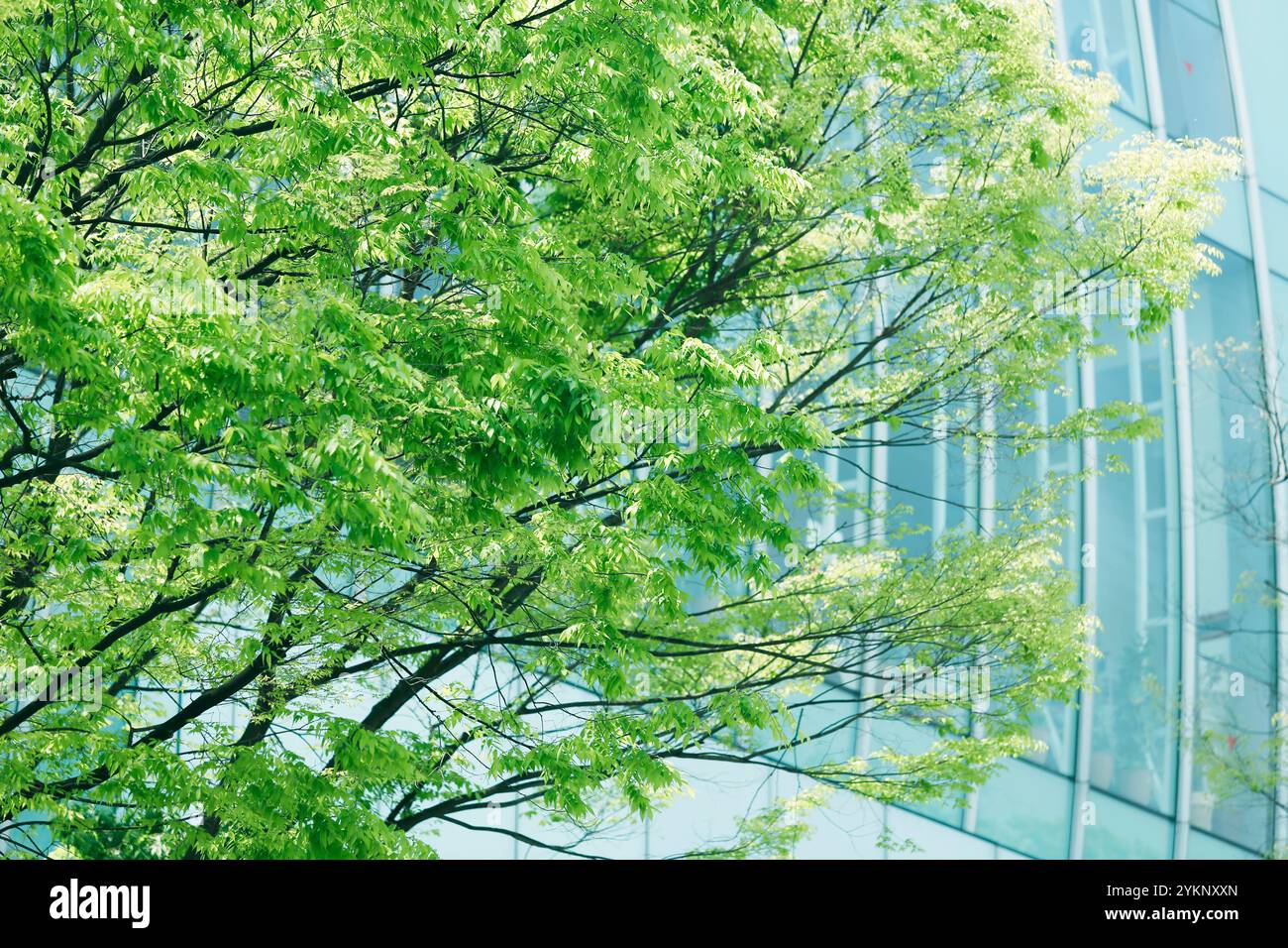 Fresh green Omotesando Stock Photo