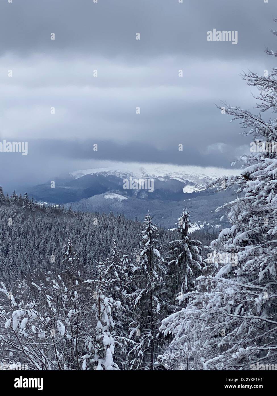 Snowy mountain dense forest hi-res stock photography and images - Alamy