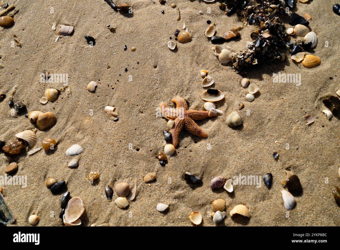 the endless beach of Hvidbjerg Strand Denmark Stock Photo - Alamy
