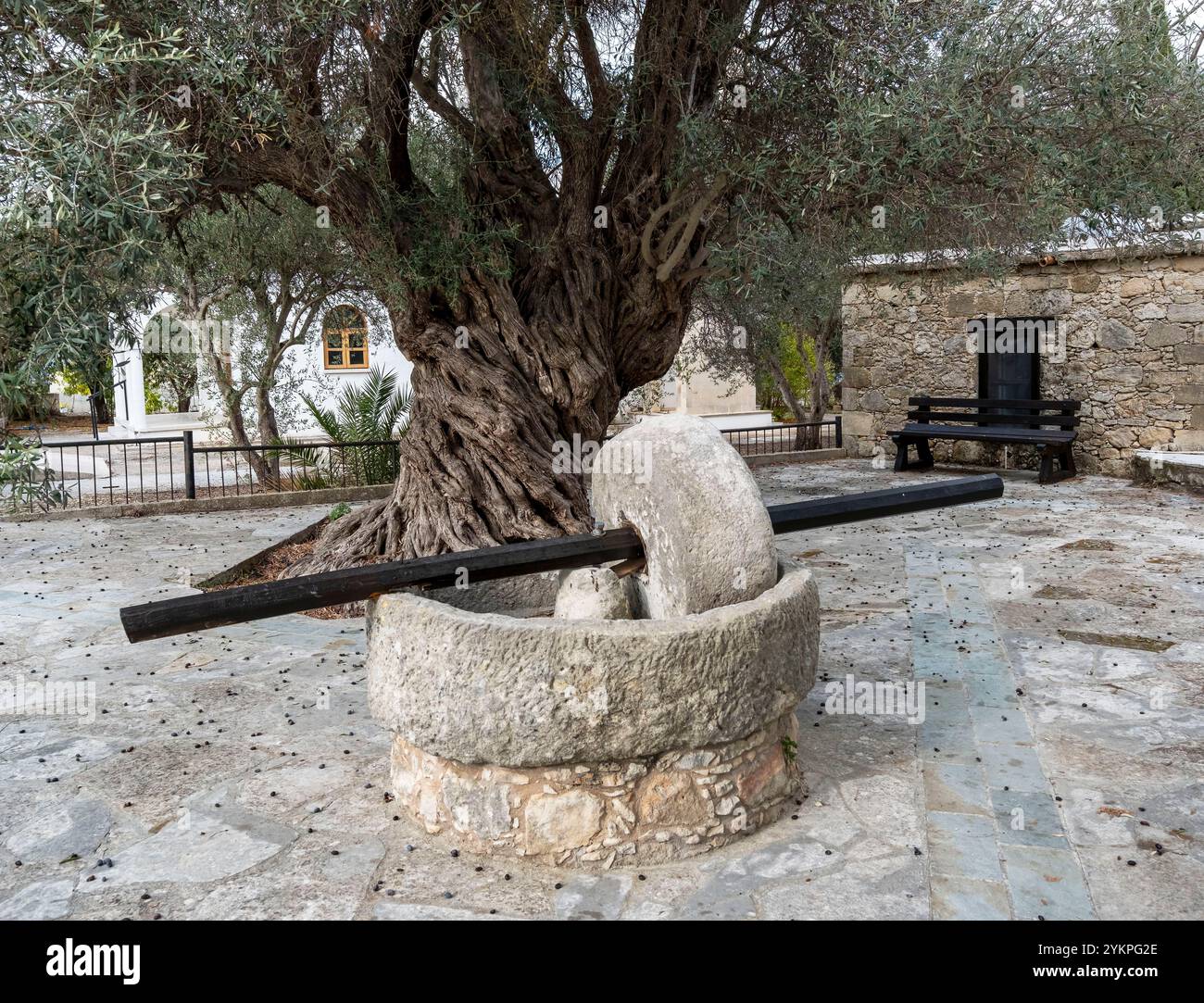 Ancient Olive tree and olive press, Pano Akourdaleia, Paphos district, Cyprus Stock Photo