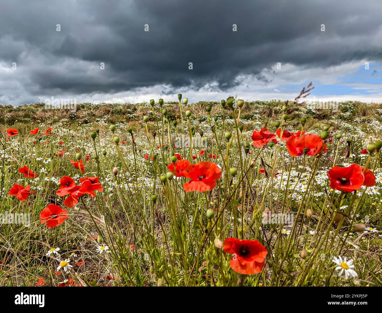 Poppies and Daisies with Moody Sky Landscape - Smartphone Captured Stock Image