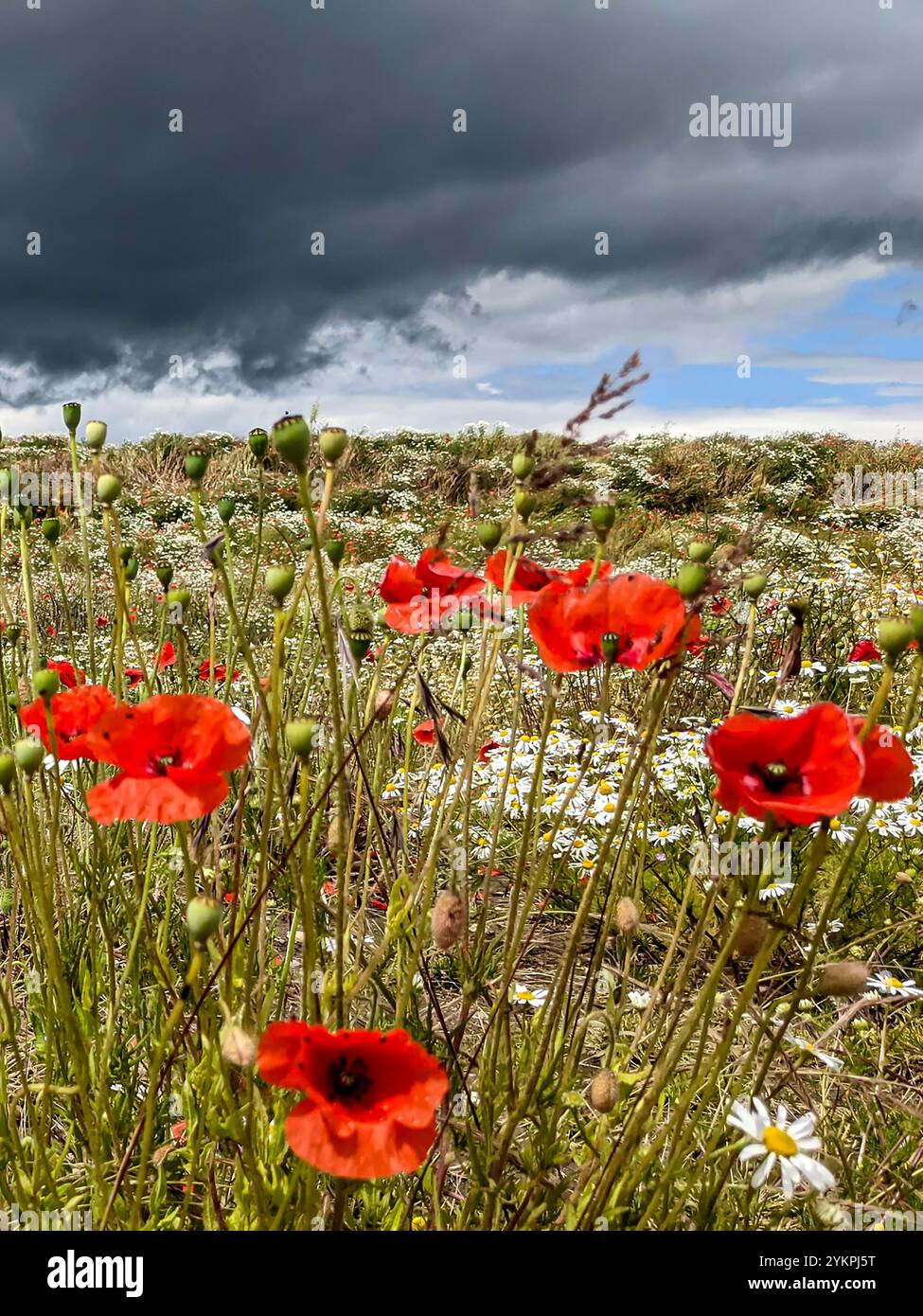 Poppies and Daisies with Moody Sky - Smartphone Captured Stock Image