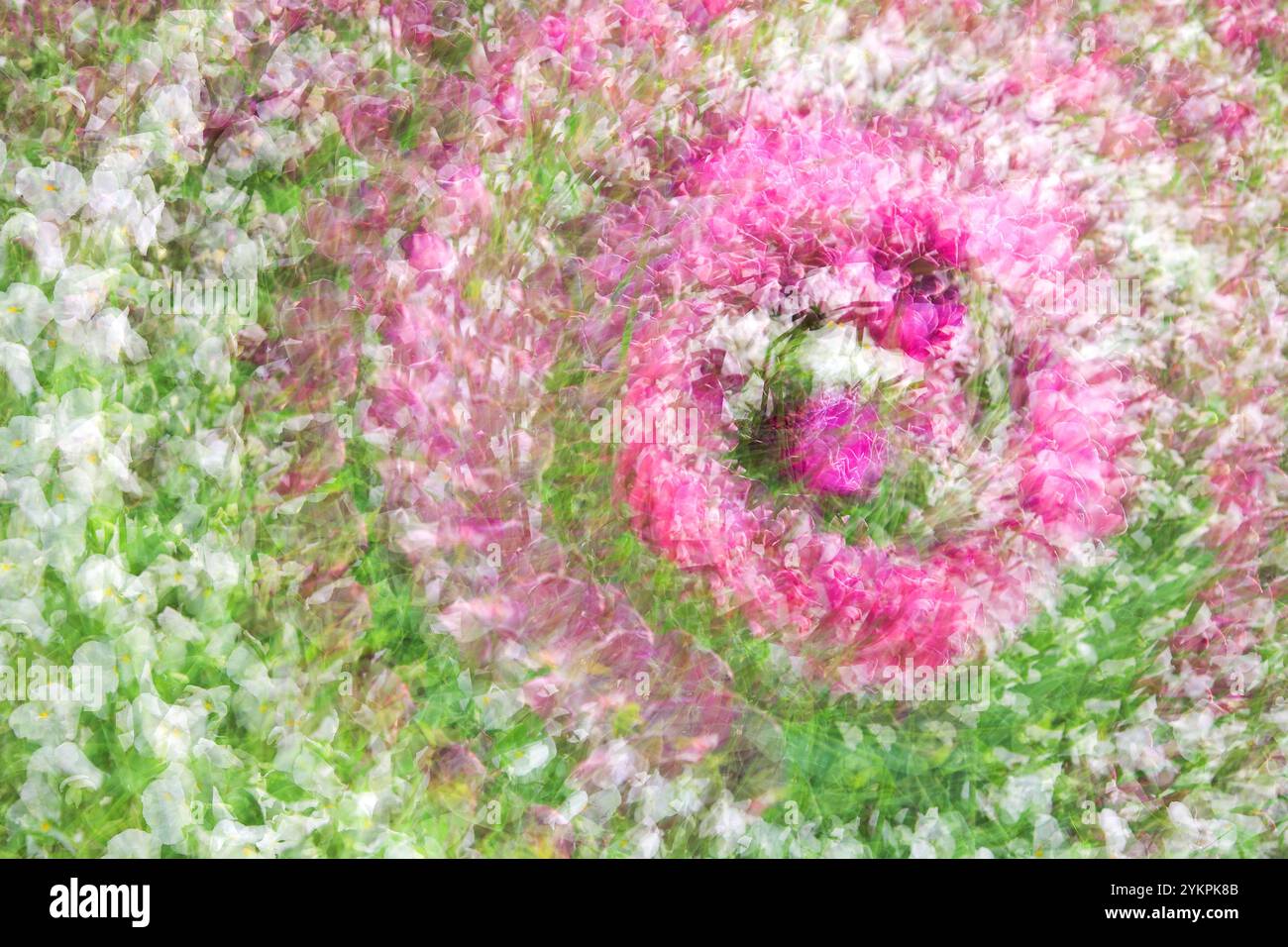 Multiple exposure of a tulip garden with white pink and dark flowers, forming an abstract swirling pattern Stock Photo