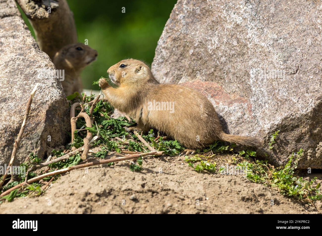 Der Zoo Dresden zeigt Präriehunde in ihrer natürlichen Umgebung hier bei der Nahrungsaufnahme *** Dresden Zoo shows prairie dogs in their natural environment here eating Stock Photo
