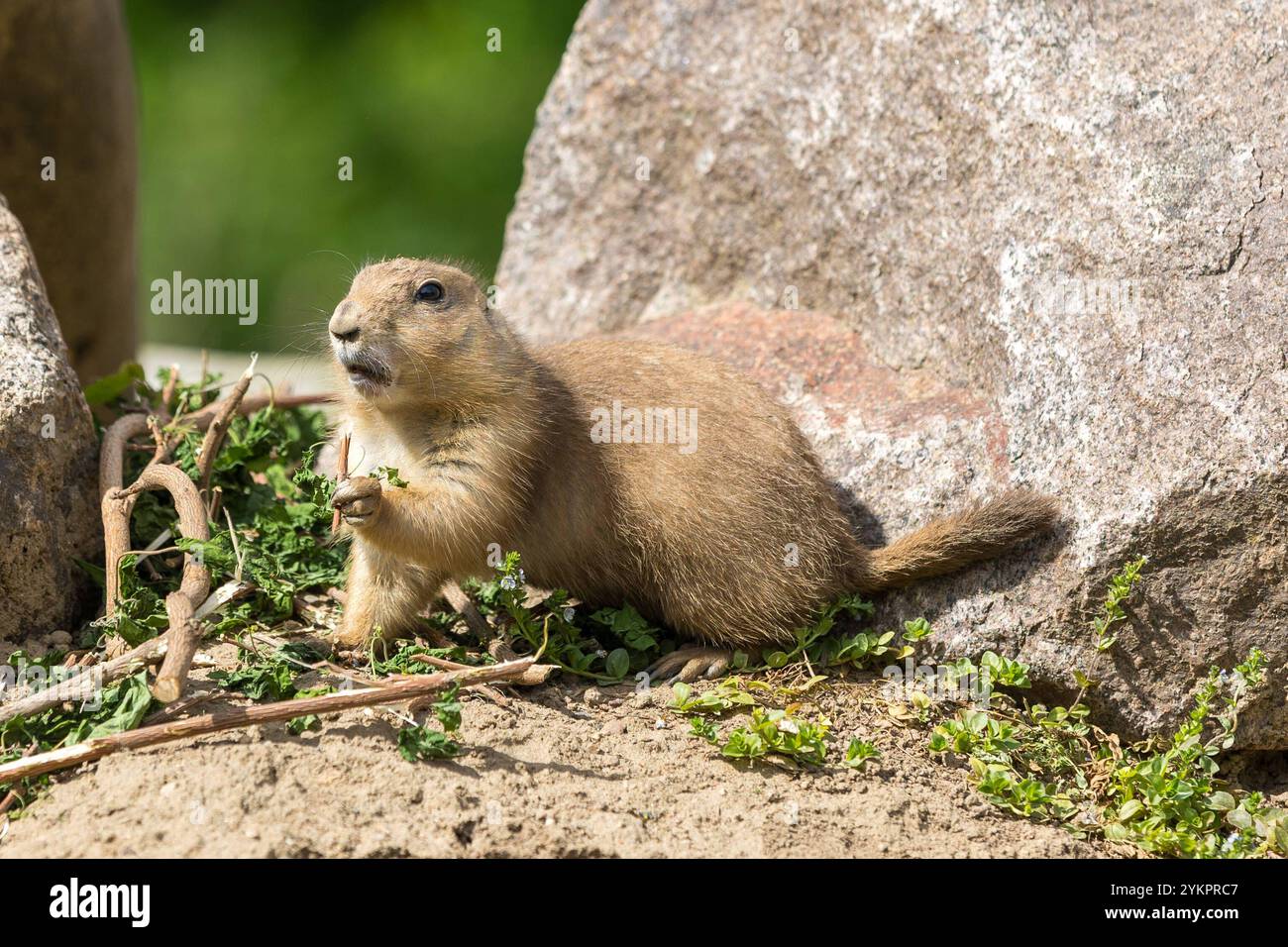 Der Zoo Dresden zeigt Präriehunde in ihrer natürlichen Umgebung hier bei der Nahrungsaufnahme *** Dresden Zoo shows prairie dogs in their natural environment here eating Stock Photo