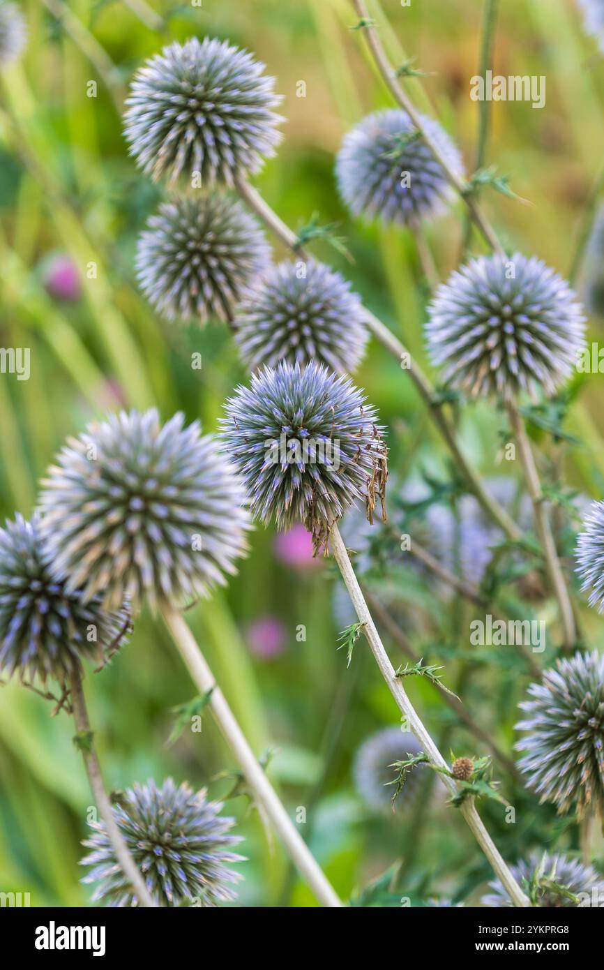 Flowers of Echinops sphaerocephalus. glandular globe-thistle, great globe-thistle, pale globe-thistle. a glandular, woolly perennial herbaceous plant. Stock Photo