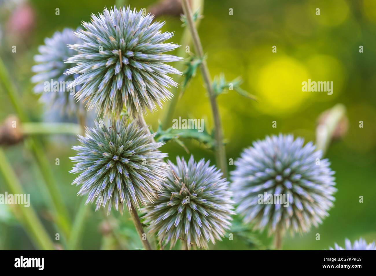 Flowers of Echinops sphaerocephalus. glandular globe-thistle, great globe-thistle, pale globe-thistle. a glandular, woolly perennial herbaceous plant. Stock Photo