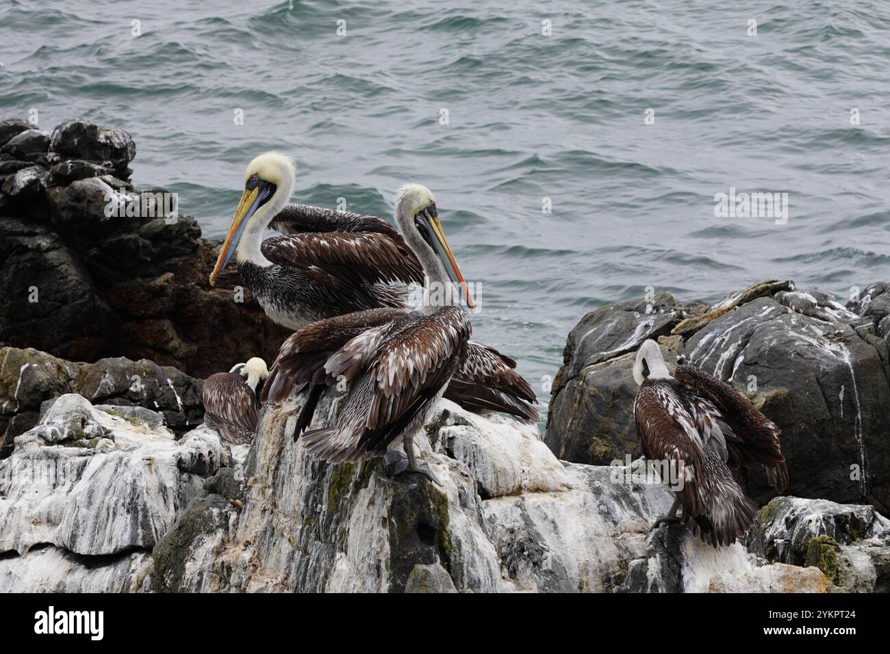 Fauna del peru hi-res stock photography and images - Alamy