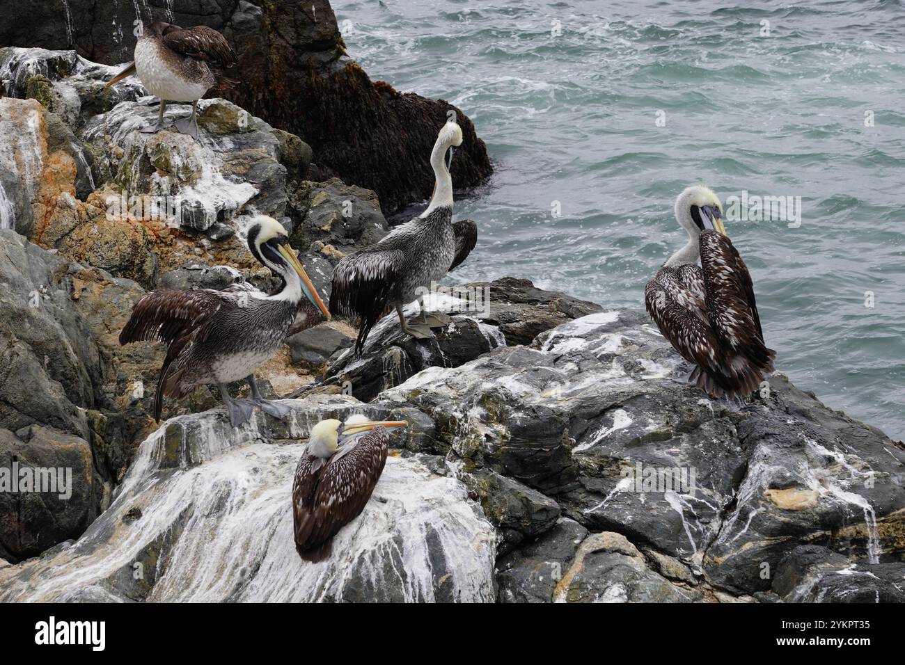 Peruvian chilean fauna hi-res stock photography and images - Alamy