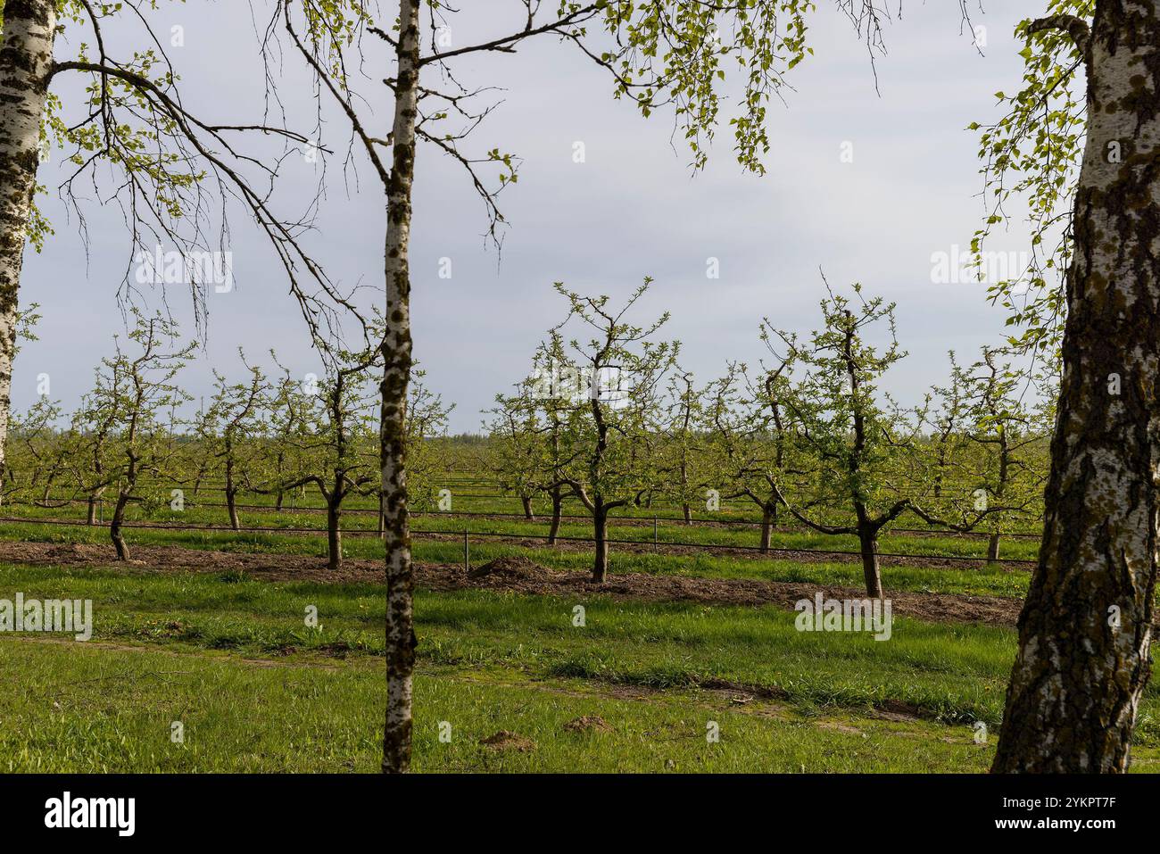 Young apple orchard organic fruits hi-res stock photography and images ...