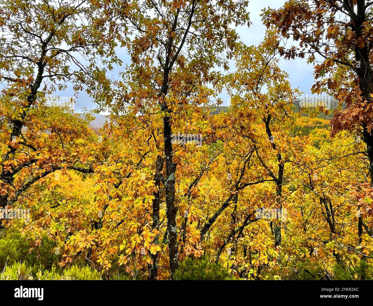 Autumn forest. - Smartphone Captured Stock Image