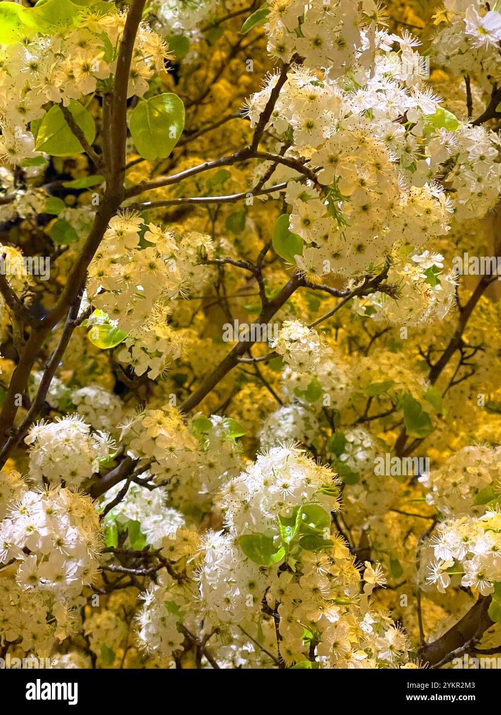 White flowers. - Smartphone Captured Stock Image