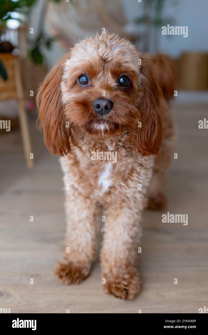 Cavapoo hi-res stock photography and images - Alamy