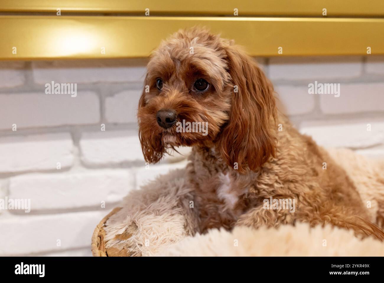 Cavapoo cute hi-res stock photography and images - Alamy