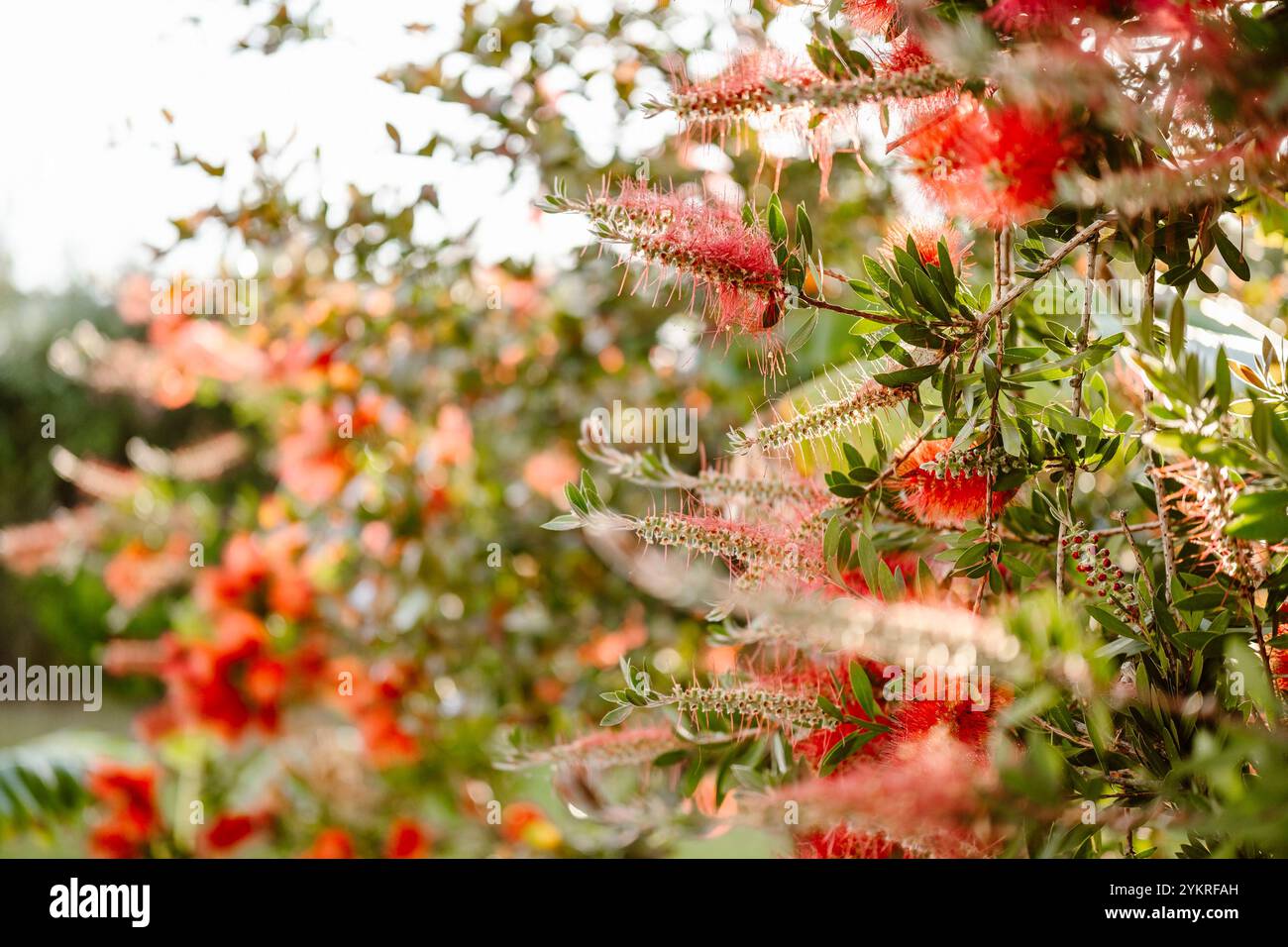 Beautiful Crimson Bottle Brush Plant in Albufeira, Algarve - Portugal Stock Photo