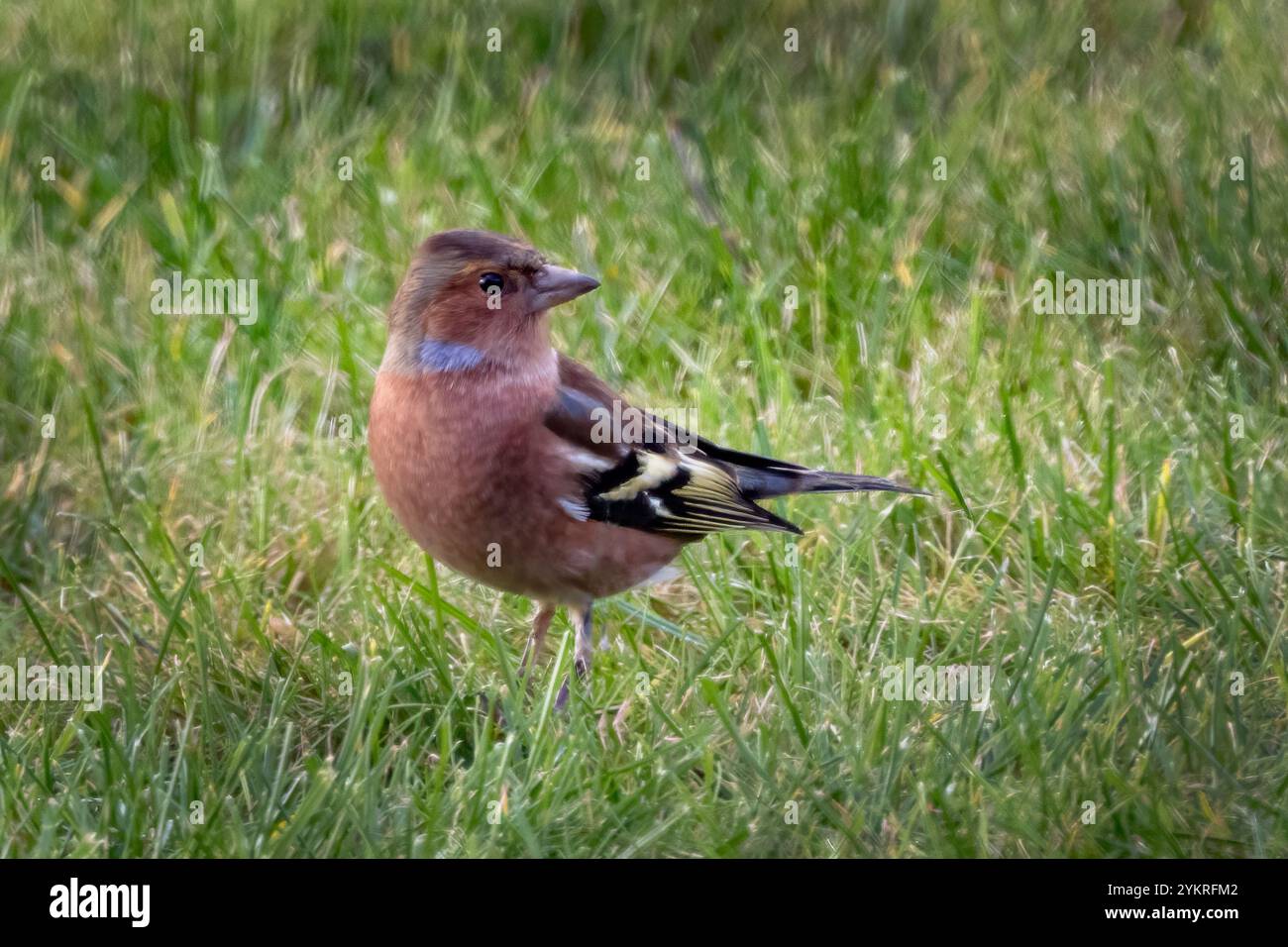 Chaffinch in the long grass searching for food Stock Photo