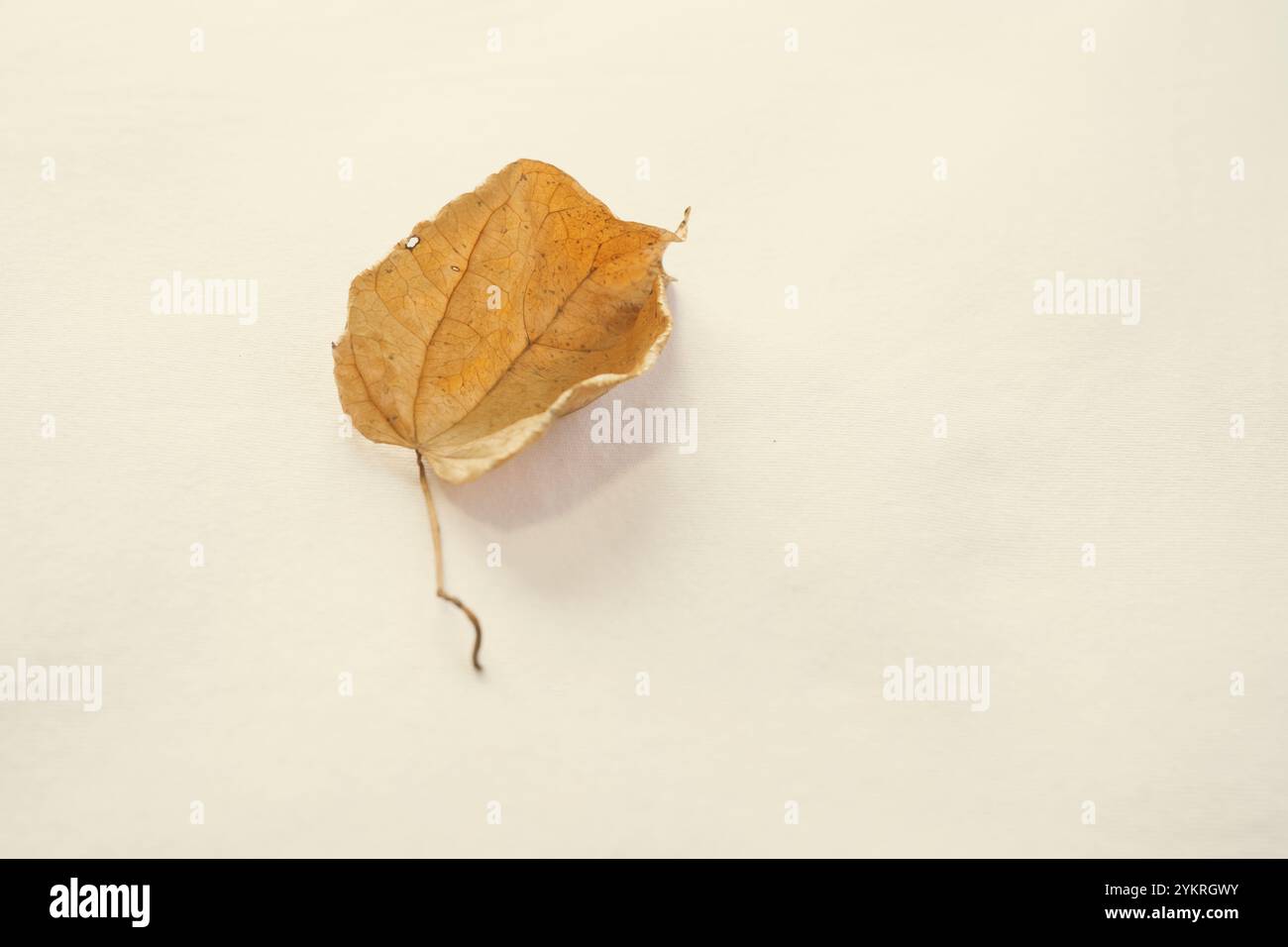 Isolated dry leaf on a white background Stock Photo