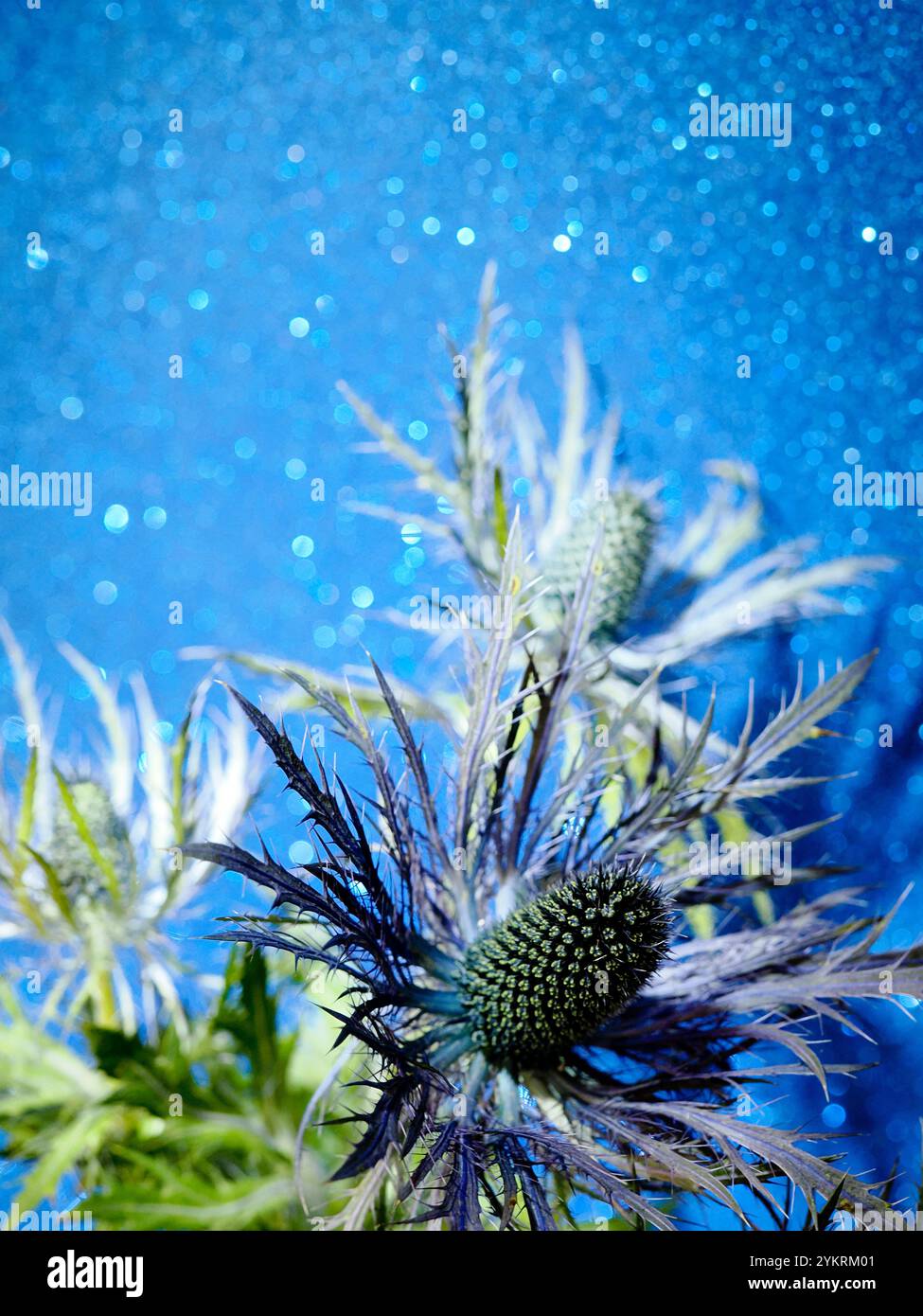 Still life blue flower hi-res stock photography and images - Alamy