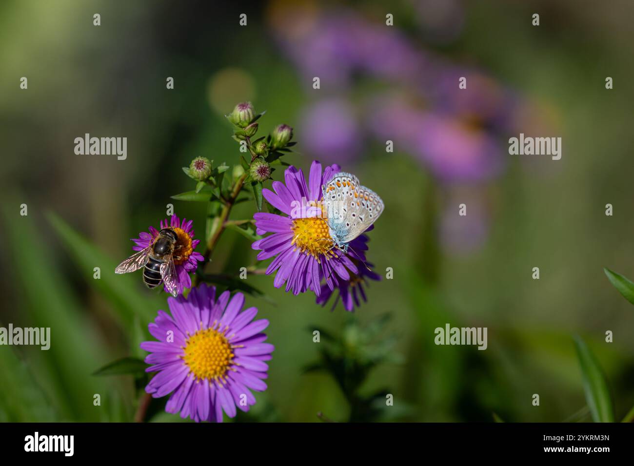 A Common blue butterfly (Polyommatus icarus) and a bee, perched on Michaelmas daisies (Aster). Stock Photo