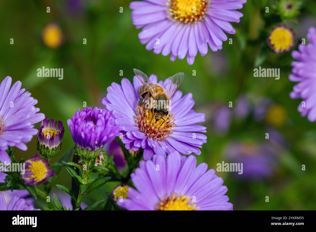 A Honey bee (Apis) on Michaelmas daisies (Aster). Stock Photo
