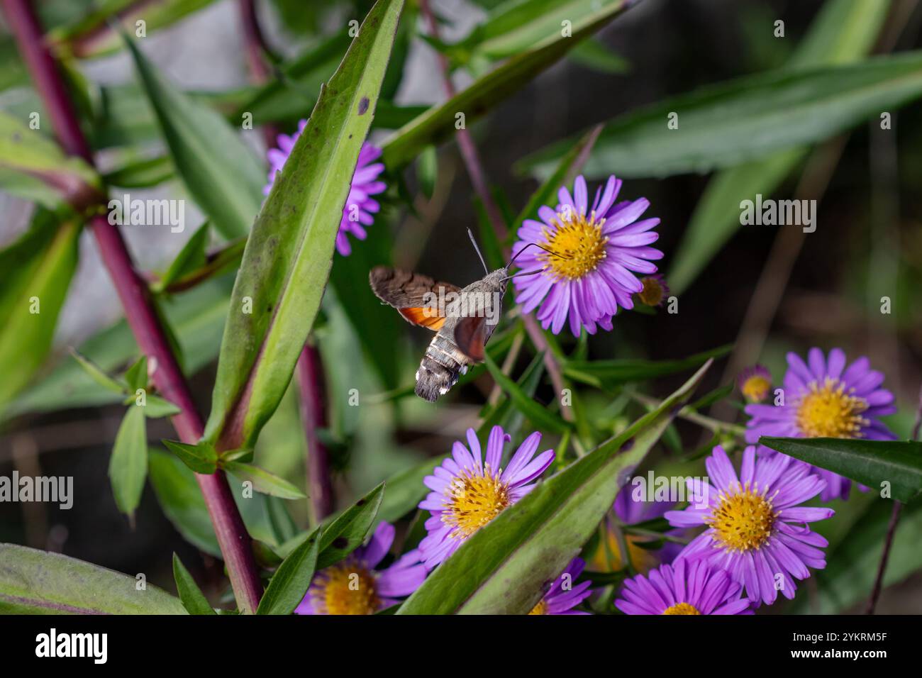 A beautiful Hummingbird Hawk-moth (Macroglossum stellatarum) in flight, drinking nectar from Michaelmas daisies (Aster) Stock Photo