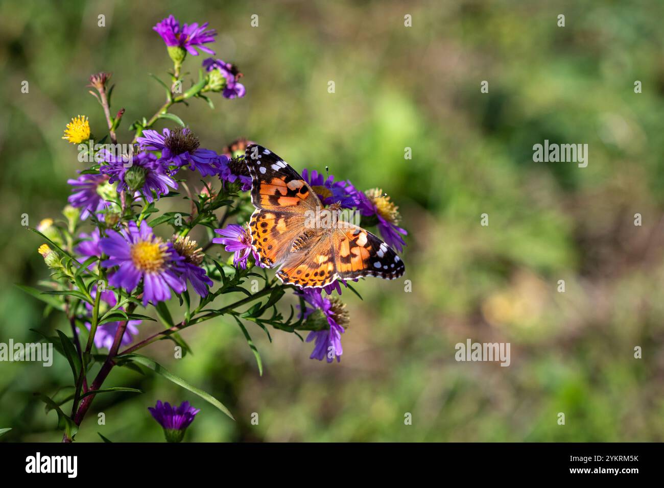 A Painted lady (Vanessa cardui) butterfly on Michaelmas daisies (Aster). Stock Photo