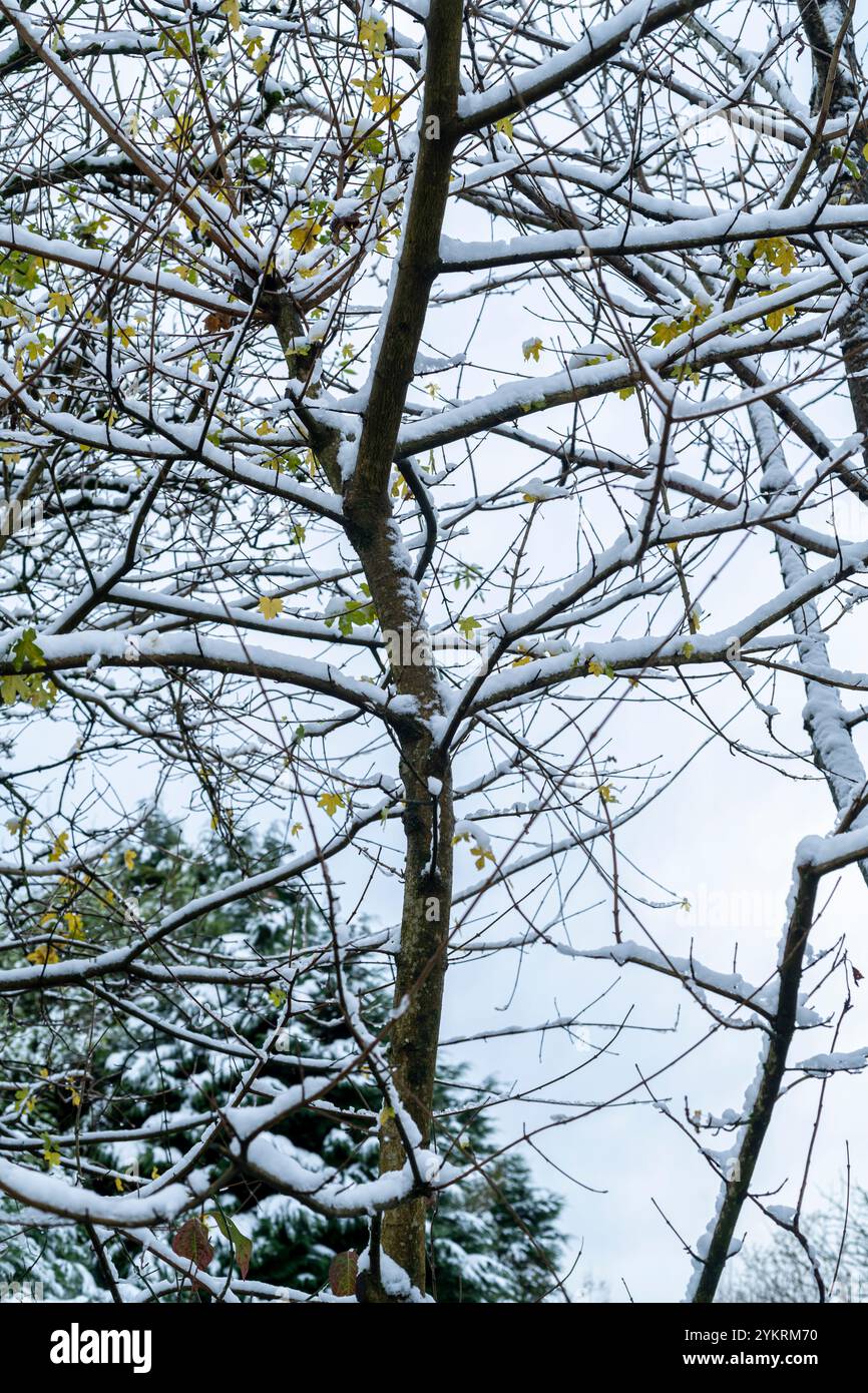 Snow covered branches Stock Photo