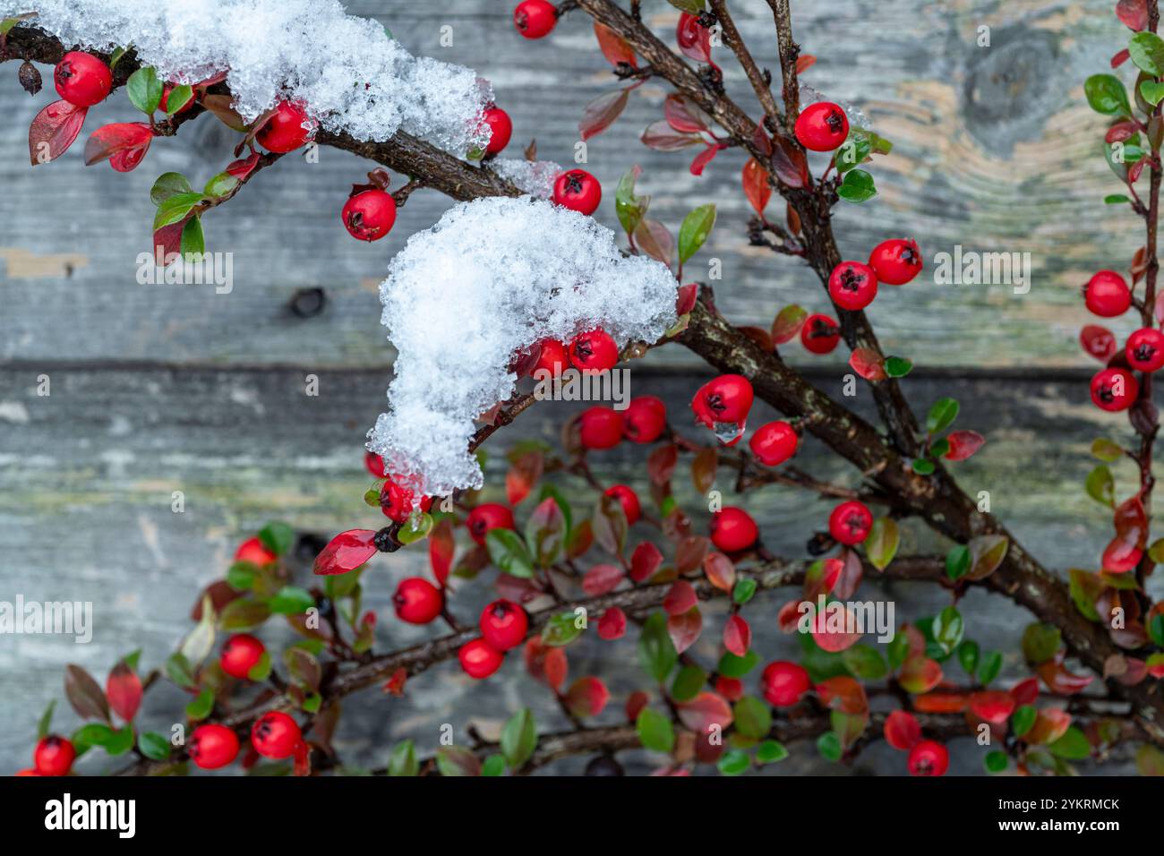 Snow covered Cotoneaster berries Stock Photo