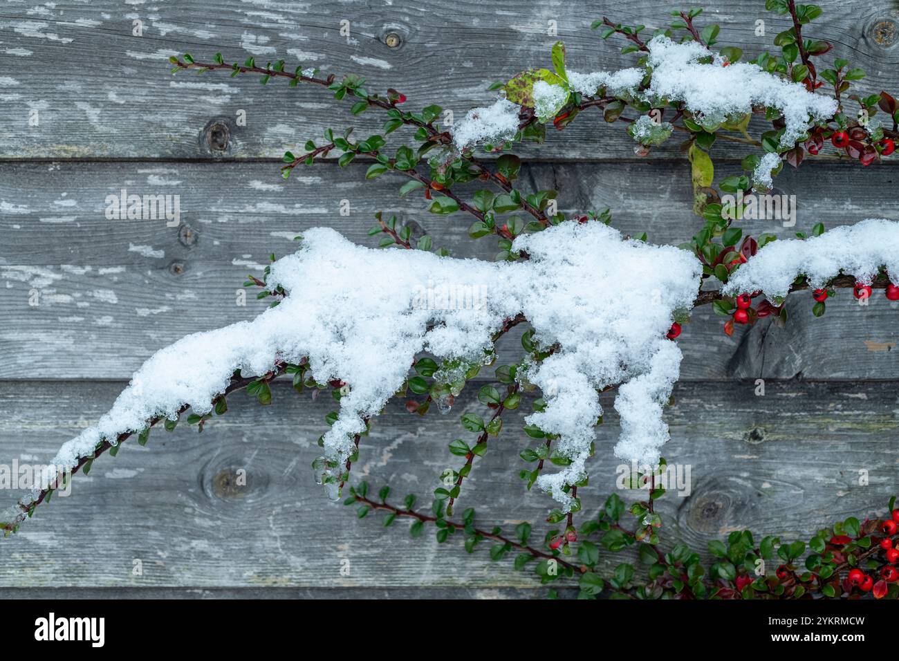 Snow covered Cotoneaster berries Stock Photo