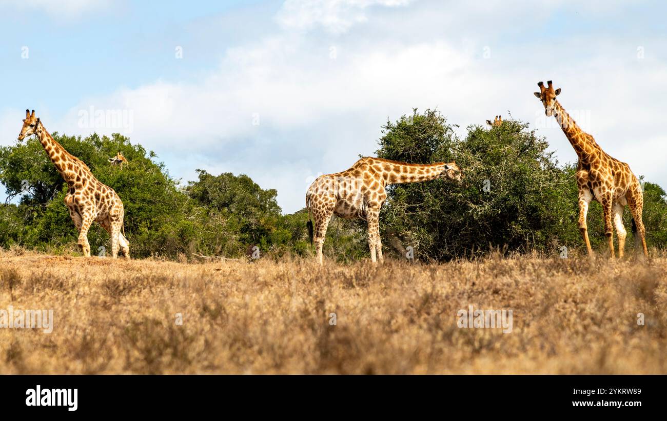 Group of giraffes eating leaves hi-res stock photography and images - Alamy