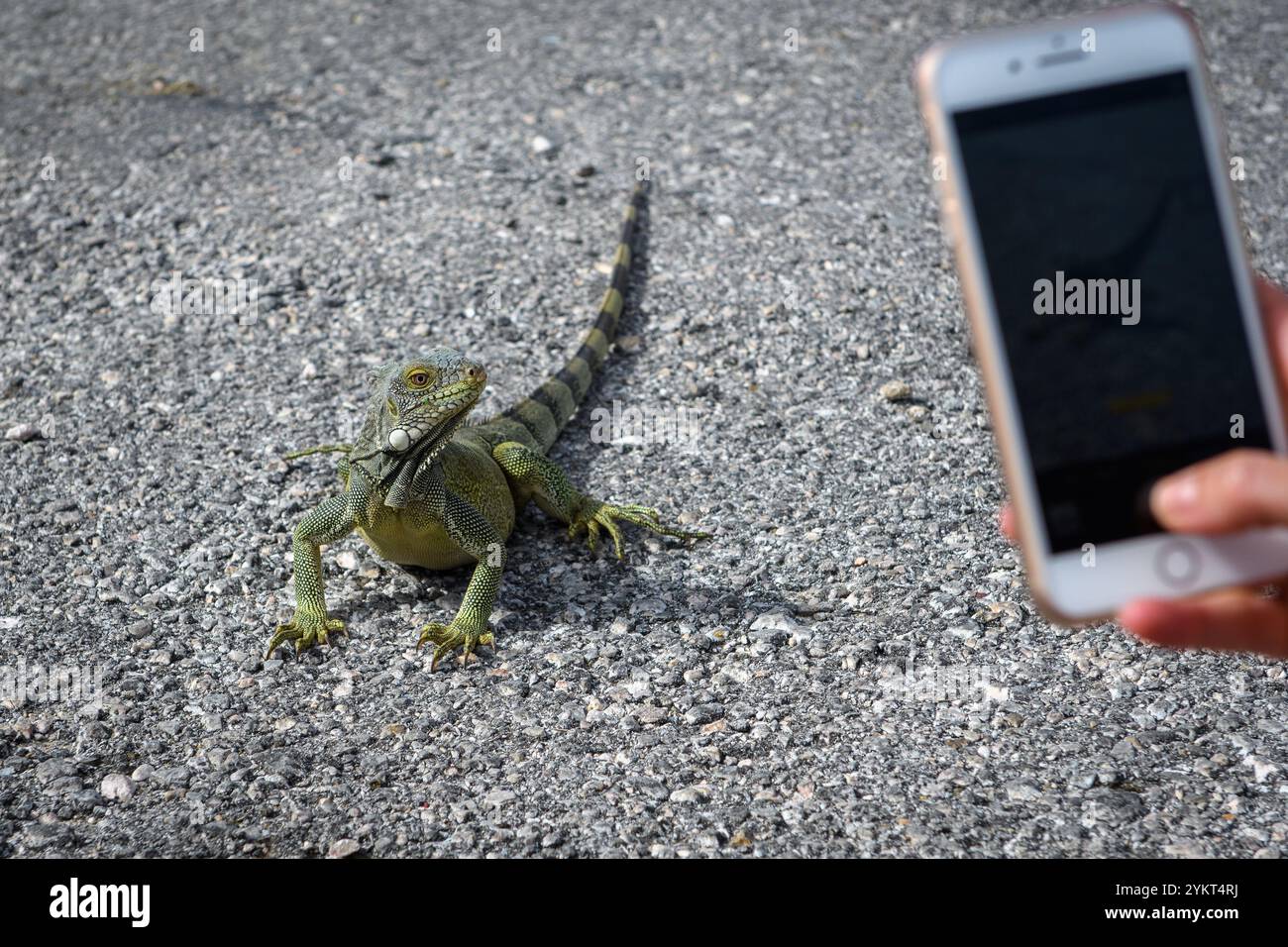 A tourist takes a photo of a lizard in a provocative pose on his ...