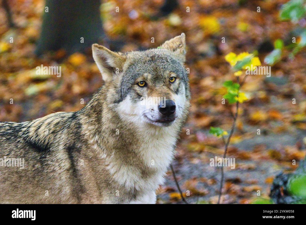 European wolf portrait forest hi-res stock photography and images - Alamy