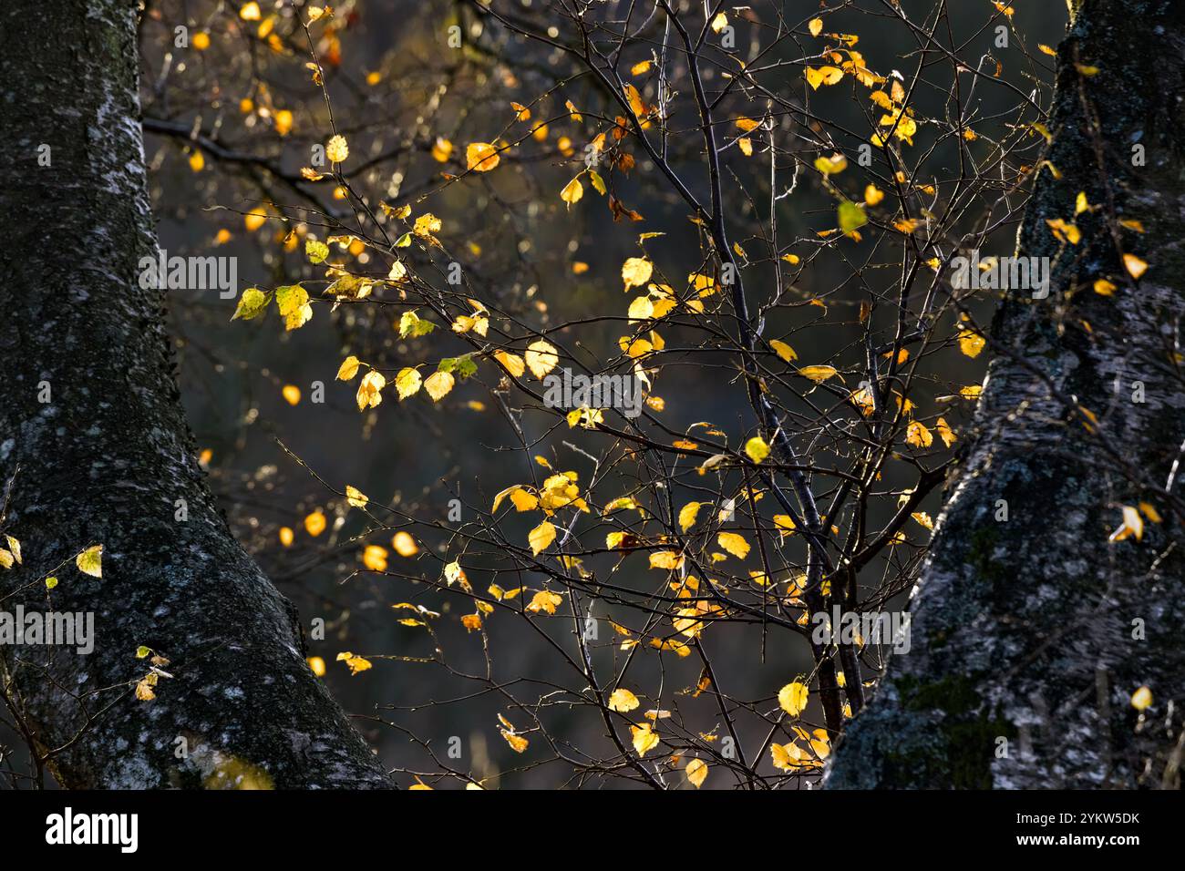 Silver Birch Tree (Betula pendula) leaves backlit by the sun in autumn, North Pennies, Teesdale, County Durham, UK Stock Photo