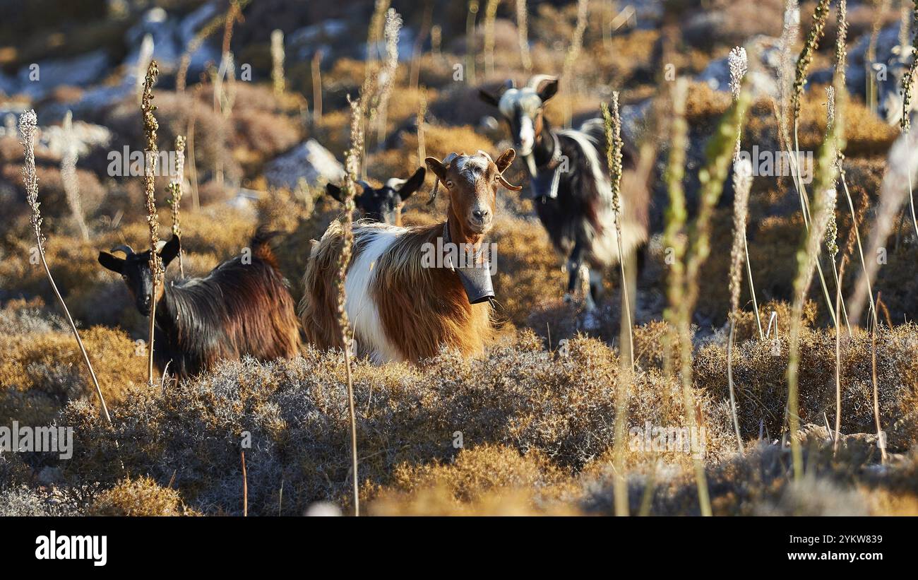 Goats in a sunny meadow landscape with tall plants, goat (s), free ...