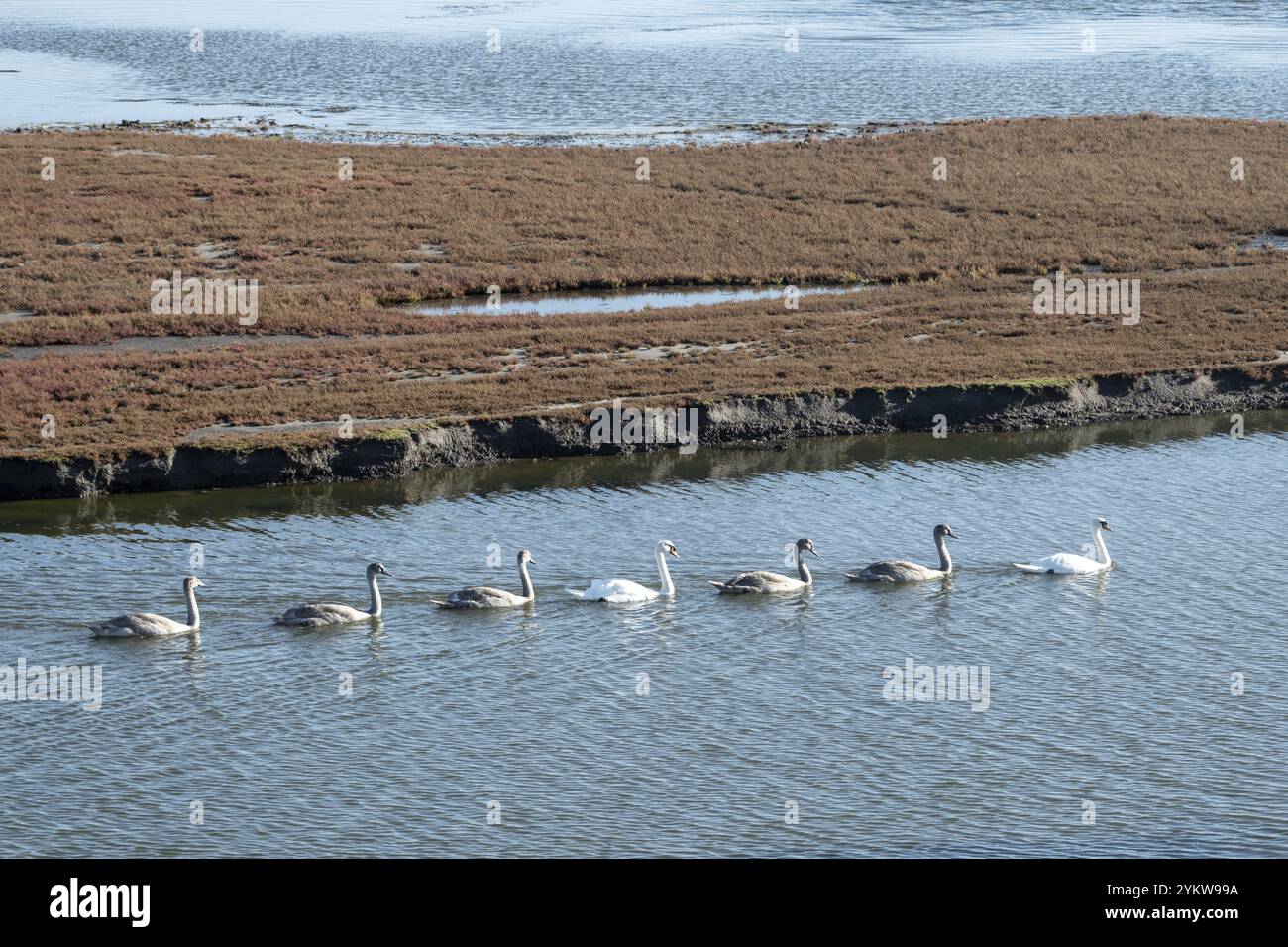 Seven swans in a row on the lake Stock Photo - Alamy