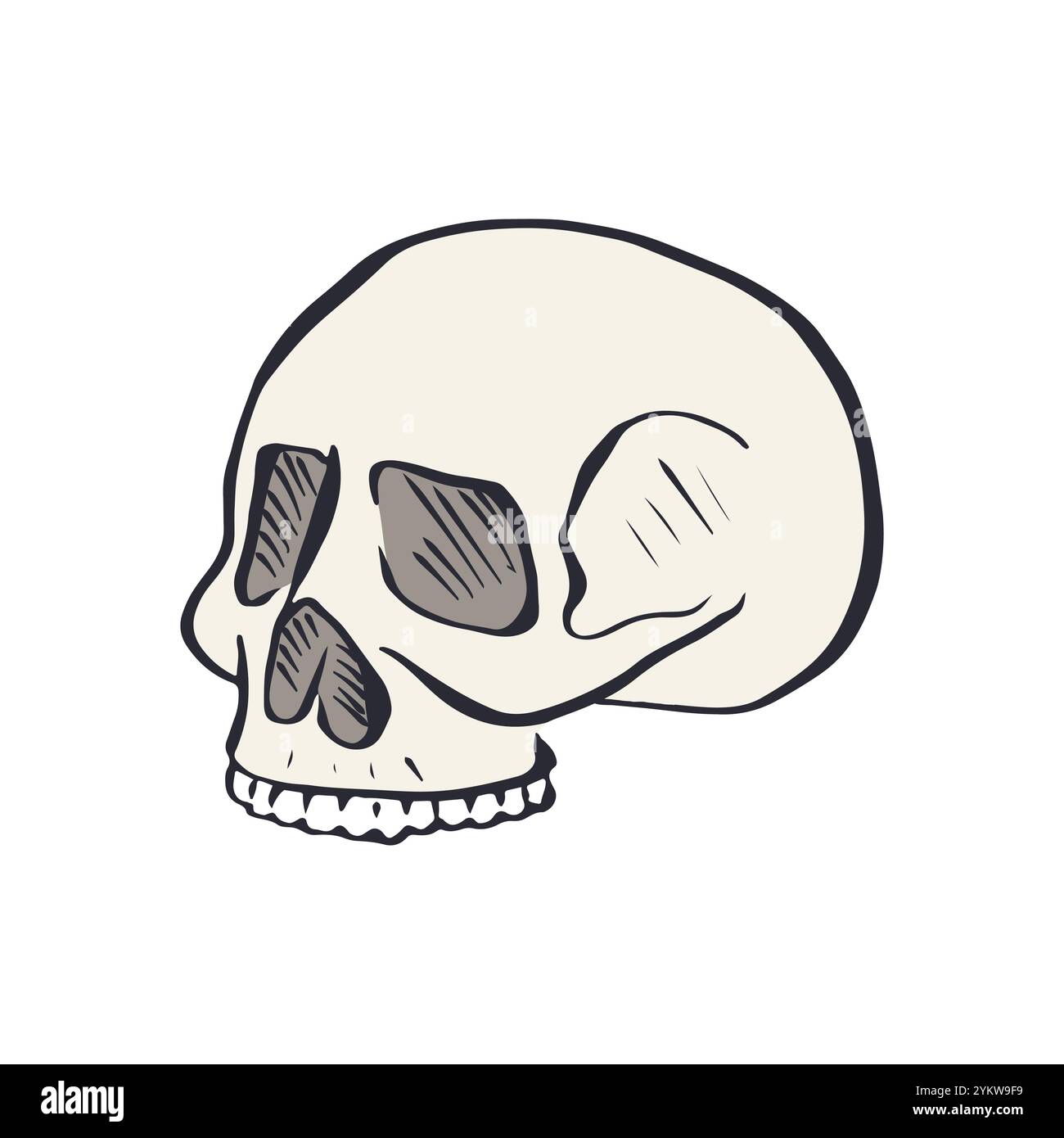 Hand drawn sketchy human skull isolated on white background Stock ...
