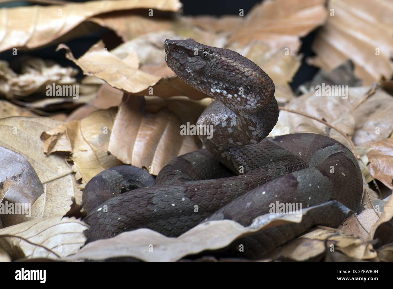 Flat nose pit viper hiding inside a leaves Stock Photo