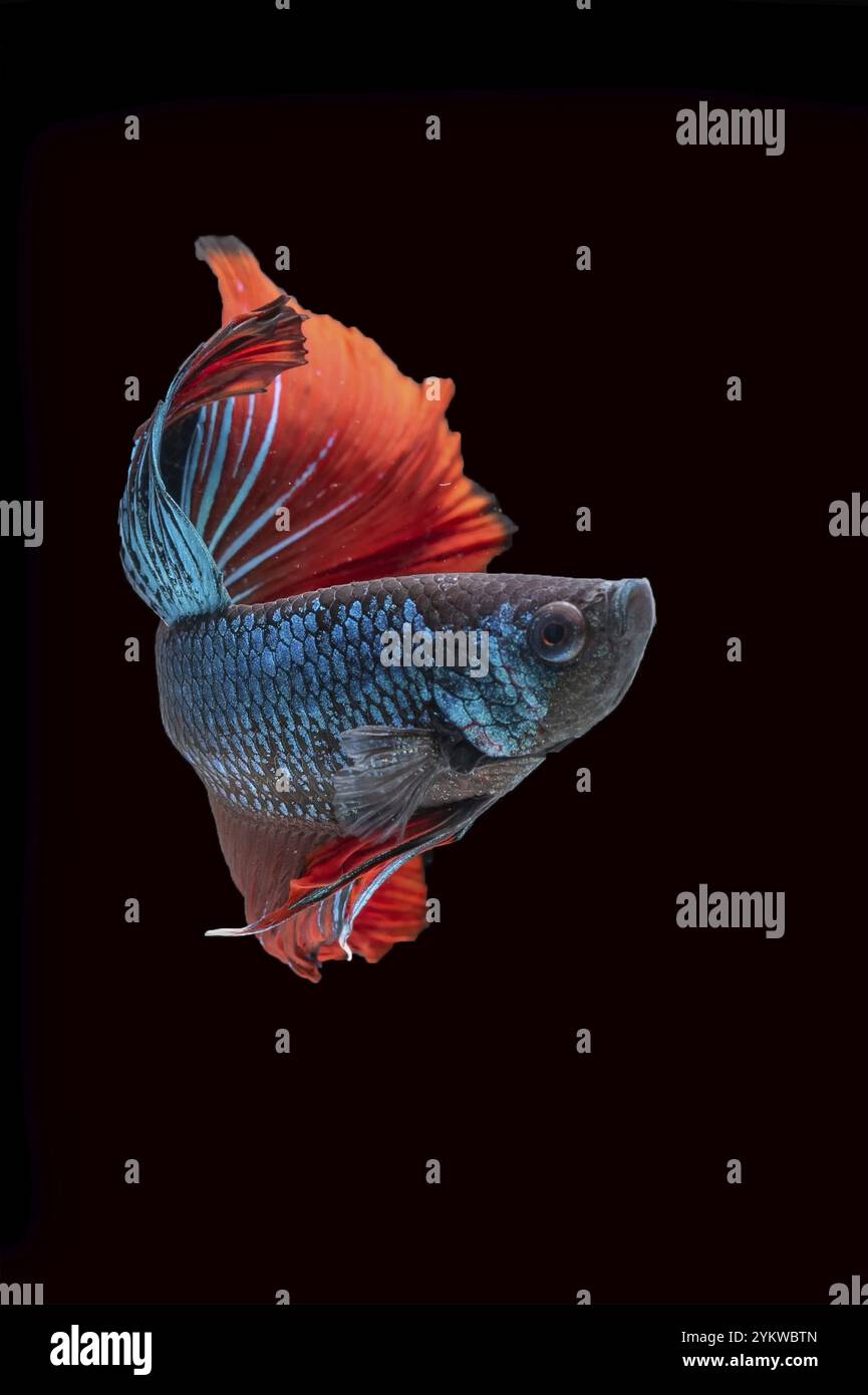 Siamese betta fighting fish in movement, shot in studio with black ...