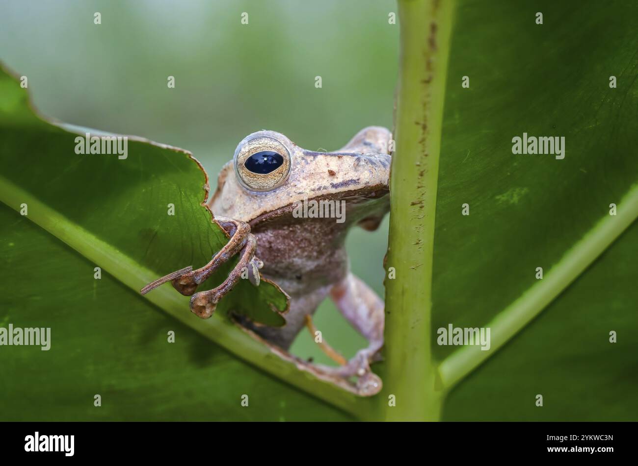 Javan tree frog on a tree Stock Photo