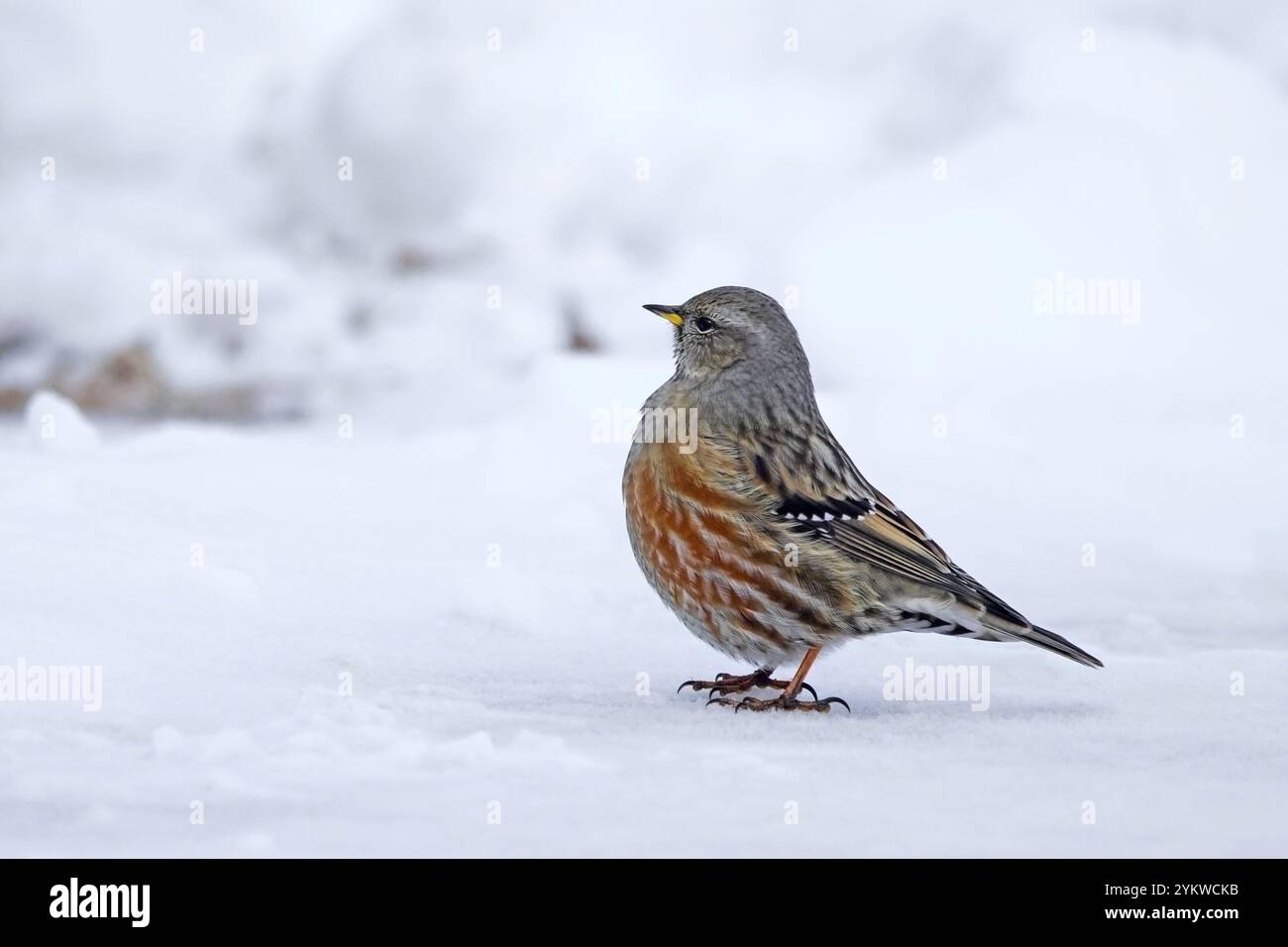 Alpine accentor (Prunella collaris) adult bird foraging in the snow in winter in the Alps Stock Photo