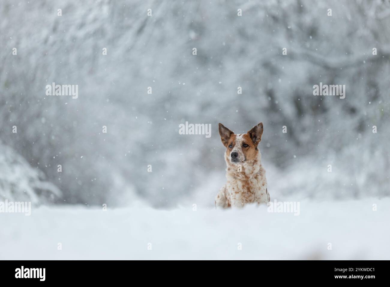 Snow Dog Stock Photo