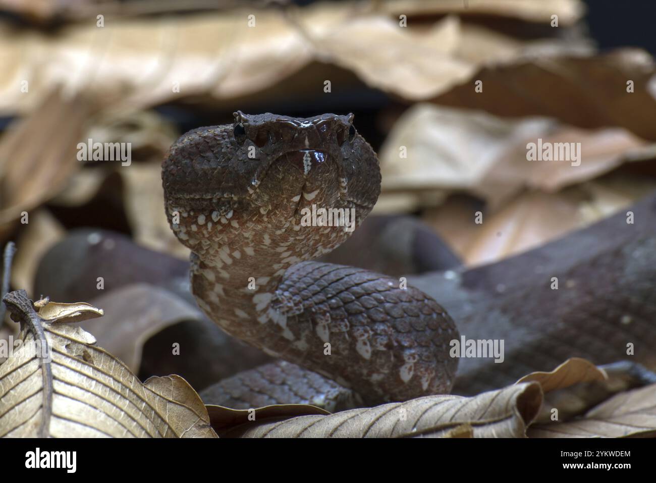 Flat nose pit viper hiding inside a leaves Stock Photo