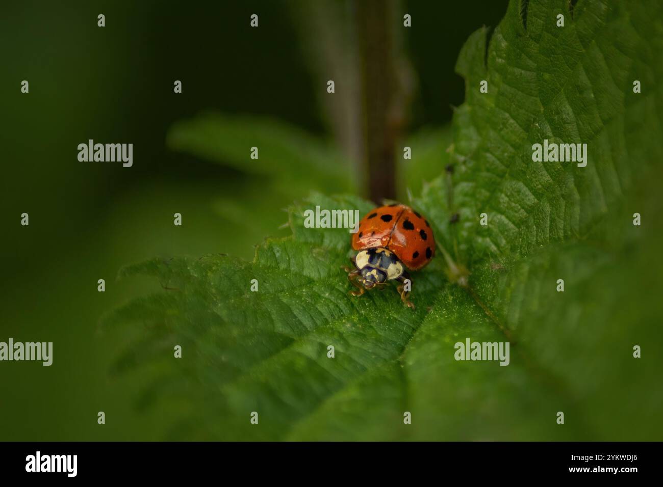 Black rood hi-res stock photography and images - Alamy