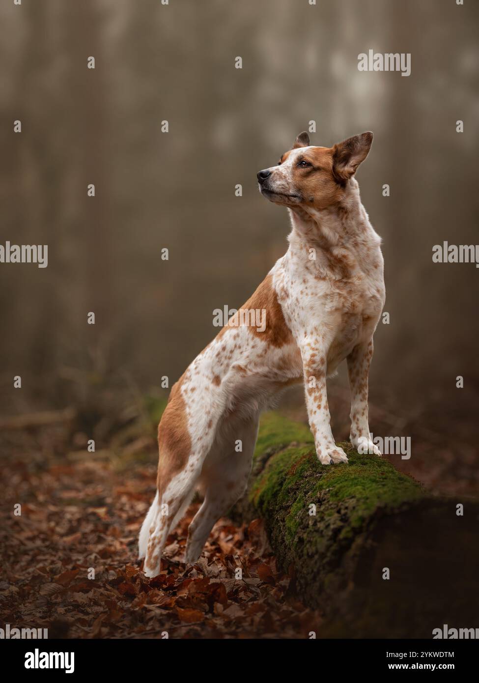 Cattle dog mix hi-res stock photography and images - Alamy, image size:975x1390