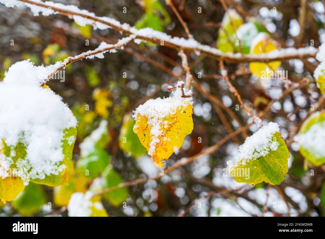 Snowing on leaves hi-res stock photography and images - Alamy