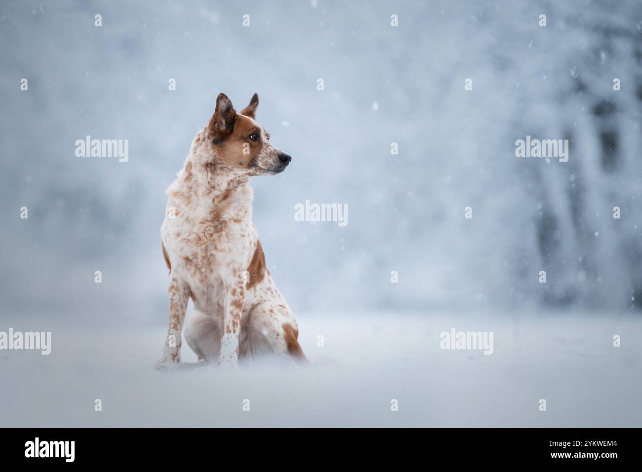 Winter dog Stock Photo