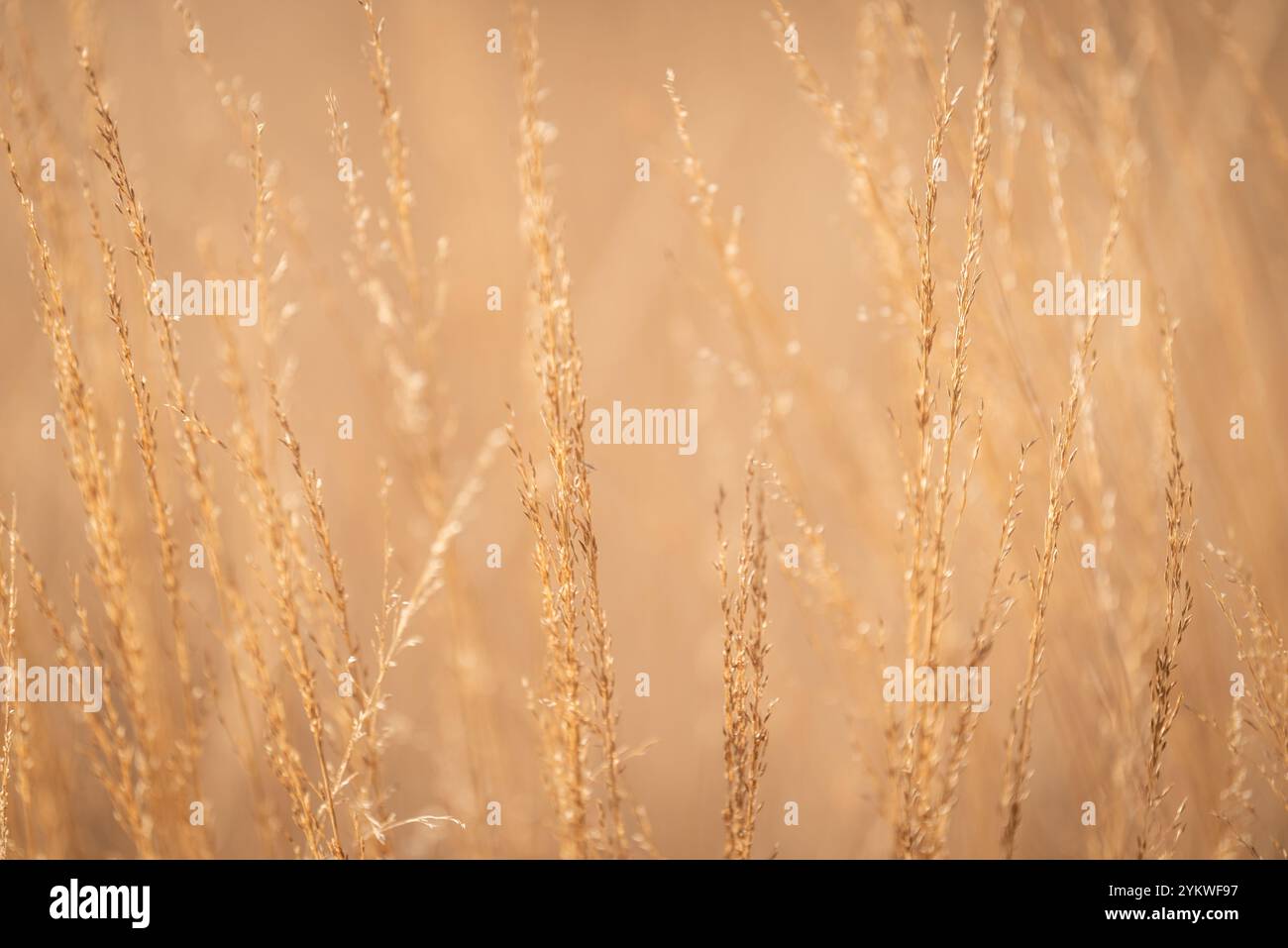 Minimalistic nature hi-res stock photography and images - Alamy